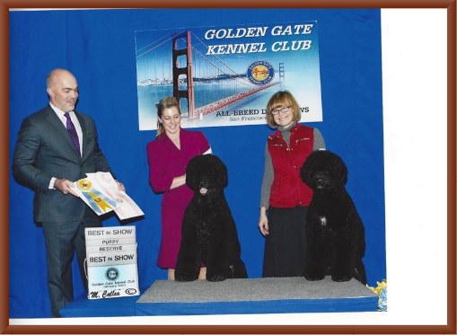 Bernie Wins Best Puppy in Show and Manly Wins Reserve Best in Show at the 2017 Golden Gate Kennel Club Dog Show.